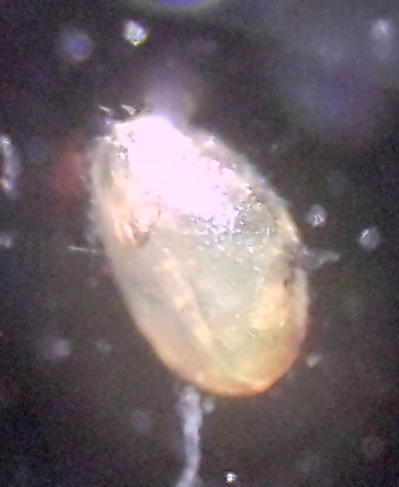 I signori del fango: gli Ostracodi